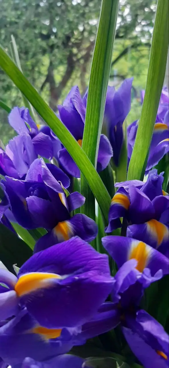 Шляпная коробка с ирисами 