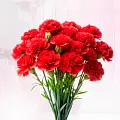 Гвоздики Гвоздики